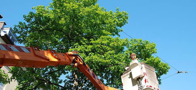 Tree Services