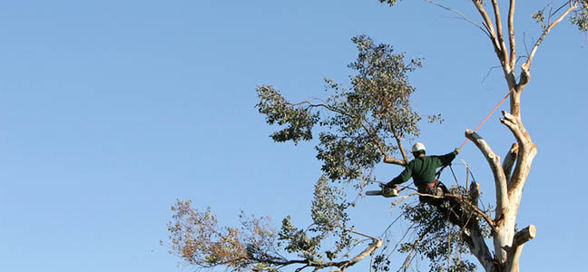 When to Trim Trees and Shrubs