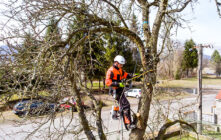 What A Tree Removal Service Will Include