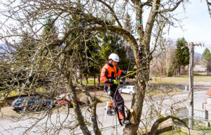 What A Tree Removal Service Will Include