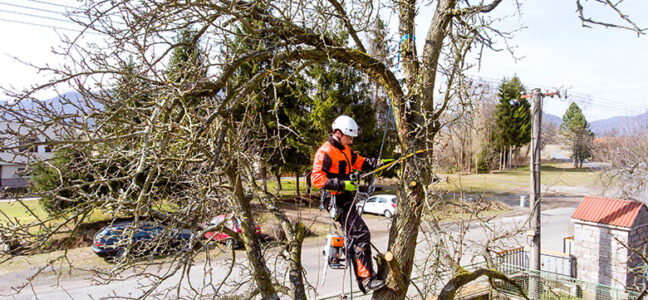 What A Tree Removal Service Will Include
