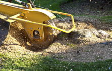 Fundamentals of tree removal activities explained in brief