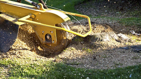 Fundamentals of tree removal activities explained in brief
