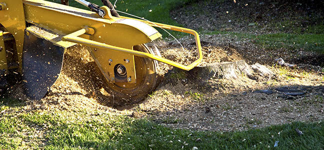 Fundamentals of tree removal activities explained in brief