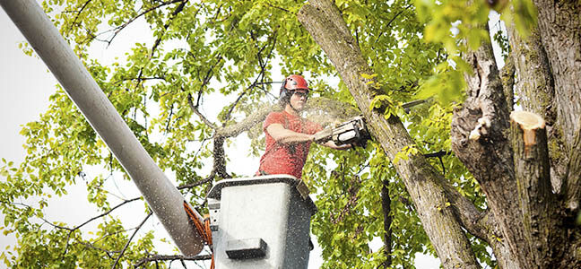 Tree Services. The Best in Town